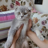 Scottish Fold, Kedi  Scotish fold fotoğrafı
