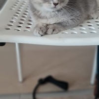 Scottish Fold, Kedi  Scotish fold fotoğrafı