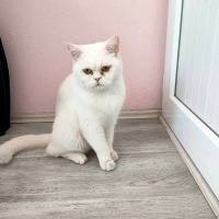 British Shorthair, Kedi  Miya fotoğrafı