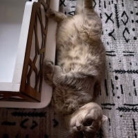 Scottish Fold, Kedi  paşa fotoğrafı