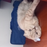 Scottish Fold, Kedi  PAMUK fotoğrafı