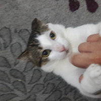 Tekir Kedi, Kedi  Remy fotoğrafı
