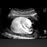 Scottish Fold, Kedi  Molly fotoğrafı