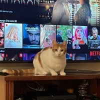 Sarman, Kedi  Sütlaç fotoğrafı