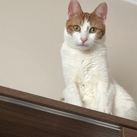 Sarman, Kedi  Sütlaç fotoğrafı