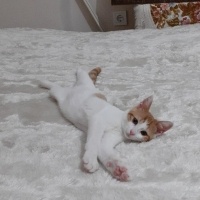 Sarman, Kedi  Sütlaç fotoğrafı