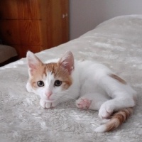Sarman, Kedi  Sütlaç fotoğrafı