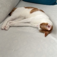 Sarman, Kedi  Sütlaç fotoğrafı