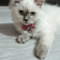 British Longhair, Kedi  Pamuk fotoğrafı