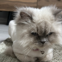 British Longhair, Kedi  Pamuk fotoğrafı