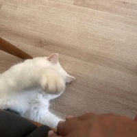 British Shorthair, Kedi  Luna fotoğrafı
