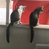 Tekir Kedi, Kedi  Patik fotoğrafı