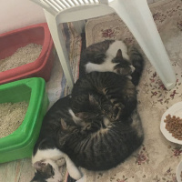 Tekir Kedi, Kedi  Patik fotoğrafı