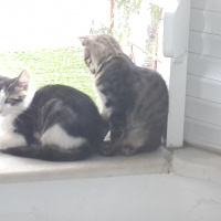 Tekir Kedi, Kedi  Patik fotoğrafı