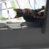 Tekir Kedi, Kedi  Patik fotoğrafı