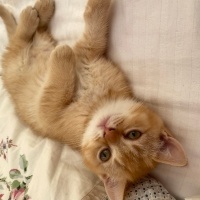 British Shorthair, Kedi  Pamuk fotoğrafı