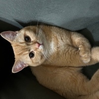 British Shorthair, Kedi  Pamuk fotoğrafı