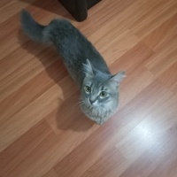 Tekir Kedi, Kedi  Limon ve pati fotoğrafı