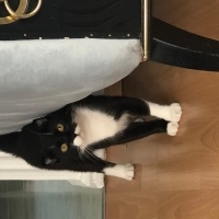 Scottish Fold, Kedi  Çiko fotoğrafı