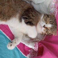 Scottish Fold, Kedi  Pamuk fotoğrafı