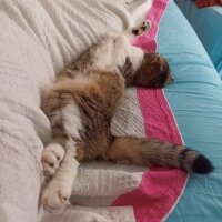 Scottish Fold, Kedi  Pamuk fotoğrafı