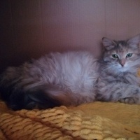 Somali, Kedi  Yumuyum fotoğrafı