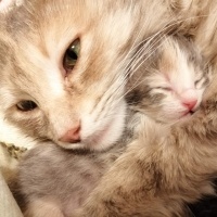 Somali, Kedi  Yumuyum fotoğrafı