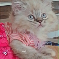 British Longhair, Kedi  Mavi fotoğrafı