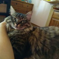 Tekir Kedi, Kedi  Papi fotoğrafı
