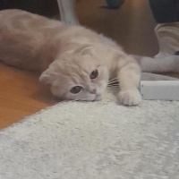 Scottish Fold, Kedi  Scottish fold fotoğrafı