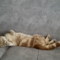 Scottish Fold, Kedi  Scottish fold fotoğrafı