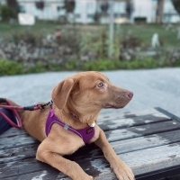 Labrador Retriever, Köpek  LİYA fotoğrafı