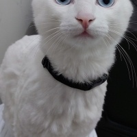 Van Kedisi, Kedi  Bulut fotoğrafı