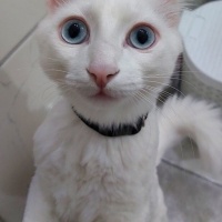 Van Kedisi, Kedi  Bulut fotoğrafı