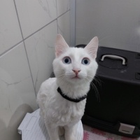Van Kedisi, Kedi  Bulut fotoğrafı