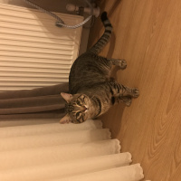 Tekir Kedi, Kedi  Minik fotoğrafı