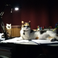 Manx, Kedi  Panpiş fotoğrafı
