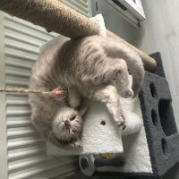 British Shorthair, Kedi  Nohut fotoğrafı