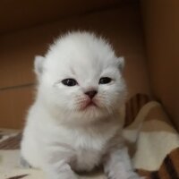 Scottish Fold, Kedi  GOFRET fotoğrafı