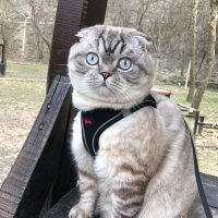 Scottish Fold, Kedi  GOFRET fotoğrafı