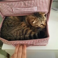 Scottish Fold, Kedi  Misket fotoğrafı