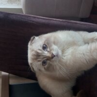 Scottish Fold, Kedi  Çakıl fotoğrafı