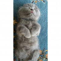 Scottish Fold, Kedi  Düğme fotoğrafı