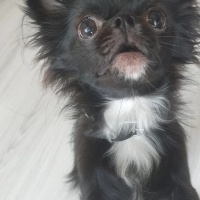 Chihuahua, Köpek  Panter fotoğrafı