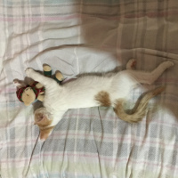 Tekir Kedi, Kedi  Bal fotoğrafı