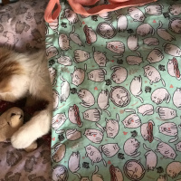 Tekir Kedi, Kedi  Bal fotoğrafı
