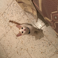 Tekir Kedi, Kedi  Bal fotoğrafı