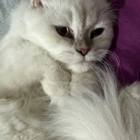 British Shorthair, Kedi  Yumak fotoğrafı