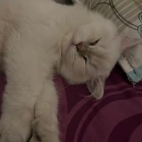 British Shorthair, Kedi  Yumak fotoğrafı