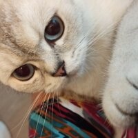 British Shorthair, Kedi  Mira fotoğrafı